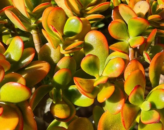 Hummel's Sunset, money tree, crassula ovata, bright beautiful cuttings.