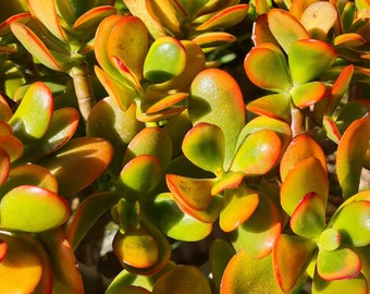 Hummel's Sunset, money tree, crassula ovata, bright beautiful cuttings.