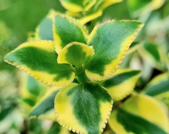 Crassula, crassula sarmentosa, variagated, trailing succulents nsw, bright succulent.