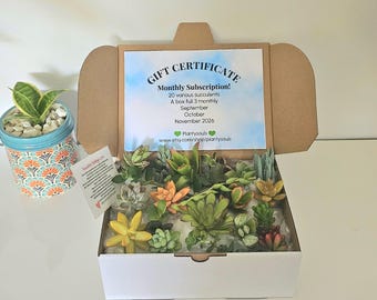 Succulent Cuttings Subscription Box: Monthly Variety Pack, 3 months
