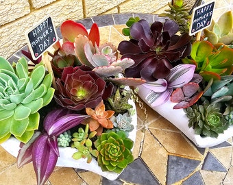 Succulents mothers day heart shaped pots, filled with colourful succulents - PICK UP ONLY