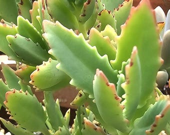 Kalanchoe succulents, plants cuttings, Australia Post