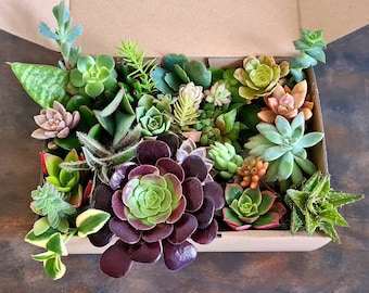 Colorful Succulents Cuttings Box, Handpicked : No Repeats, Live Plants