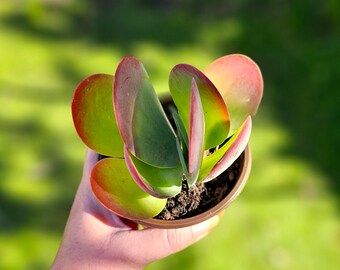Kalanchoe flapjack succulents, plants established, Australia Post