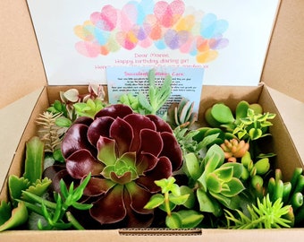 Succulents Subscription BOX - 3 or 6 month lovely Succulents. Gift Boxed - Free POST