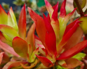 Campfire Crassulas, live plants, cuttings posted to your door