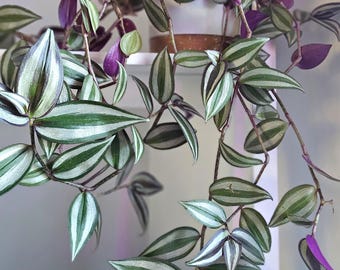 TRADESCANTIA purple, Cuttings, 1 or 3 X live plants posted AU Wide