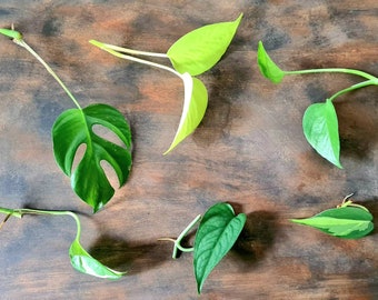 Neon Pothos, X 6 bundle mixed plant cuttings includes brazilian philadendron, Green Dragon, Snow Queen, Monstera Siltepecana, Rhaphidophora