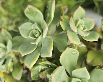 Aeonium Haworthii, small plant cuttings, post available Australia Only