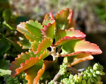 Kalanchoe Sexangularis Cuttings: Bushveld Succulent, succulents posted to your door!