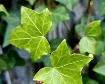 English Ivy Cuttings: Organic, wall cover, screening plant, Hedera Helix Climbing Plant