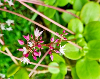 Crassula Multicava, Fairy Crassula Succulents, mat forming succulents