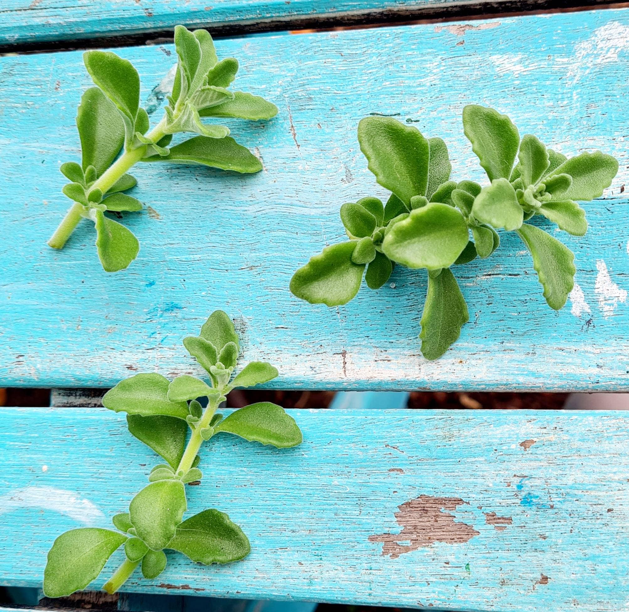 Vicks Plant, Plectranthus Hadiensus Tomentosa, Trailing Succulents