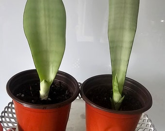 Snake plant moonshine, uncommon Sansevieria Moonshine, snake plant, established live plant, moonshine pups