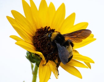 Bumblebee and Sunflower - Fine Art - Wall Art- Nature Photography - Housewarming Gift - Flower Art - Flower Photography - Bee Photography