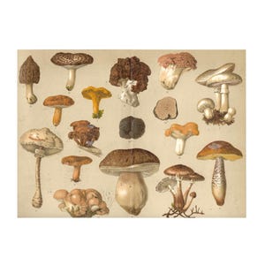 Mushrooms Fungi Antique Print, Original 1890s Lithograph, Psychedelic Vintage Art