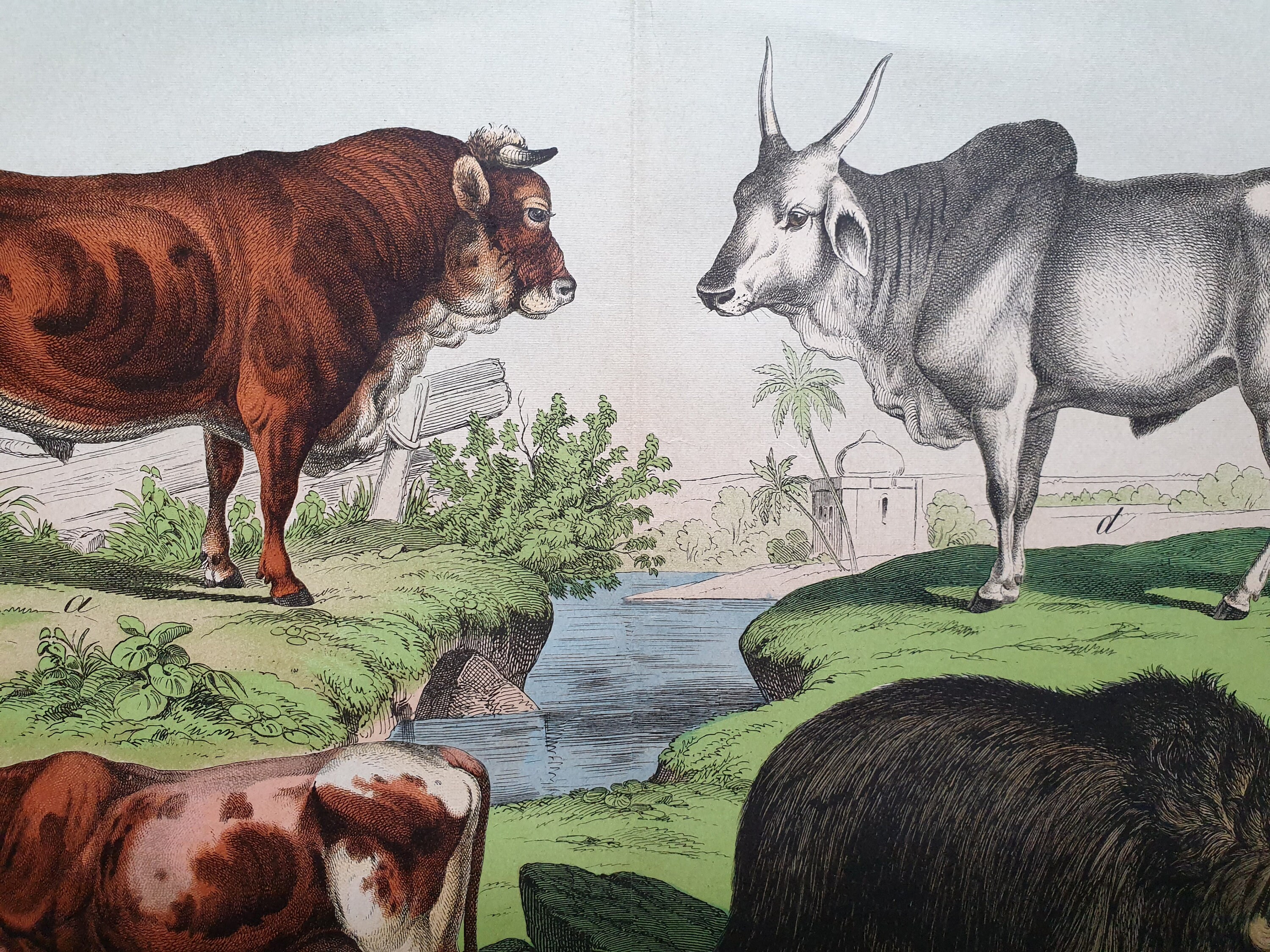 Kühe Rinder Vintage Illustration Original 1890er Jahre | Etsy