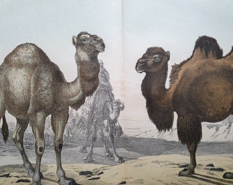 Camel Dromedary Antique Print, Vintage Illustration, Old Zoology Encyclopedia Illustration, Chromolithograph, Antique Wall Art
