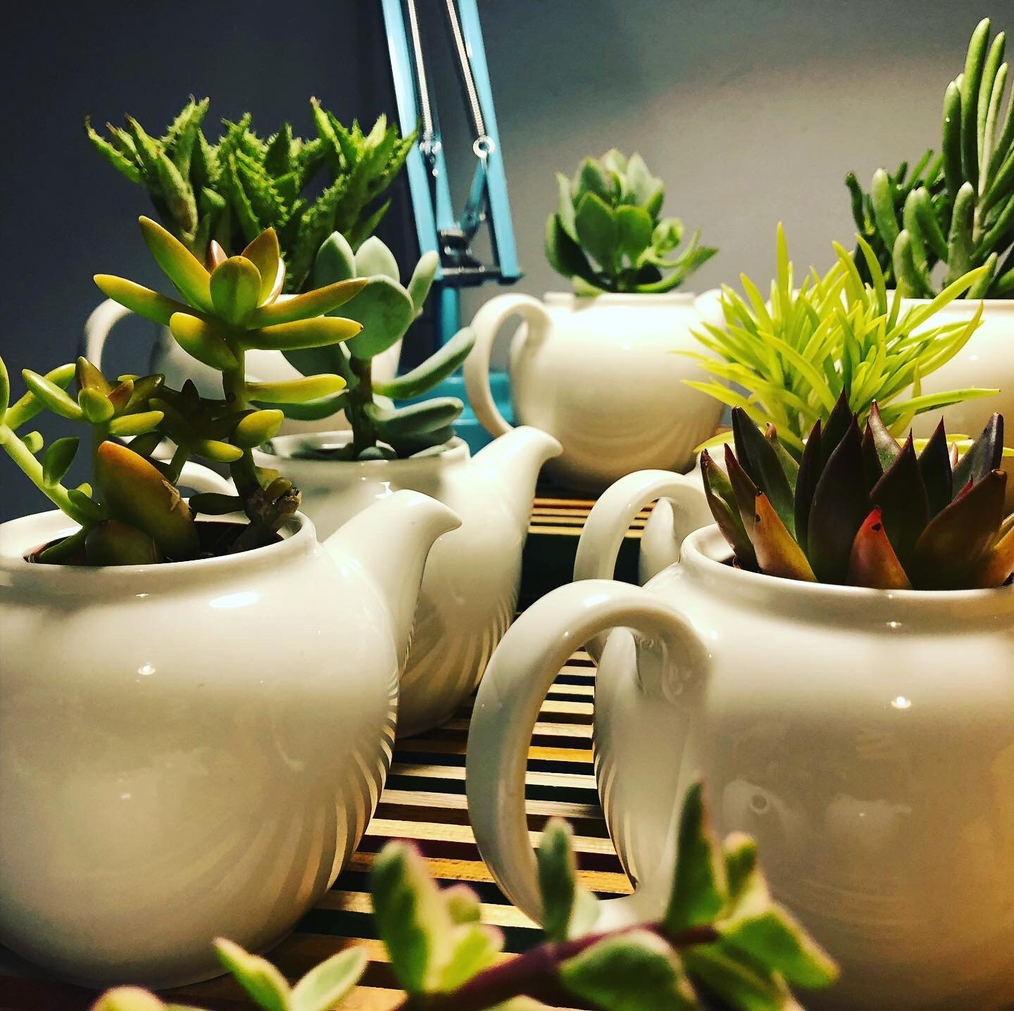 Succulent Teapot Planter Etsy