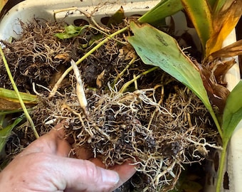 Lilly of the Valley Pips bare root freshly dug up