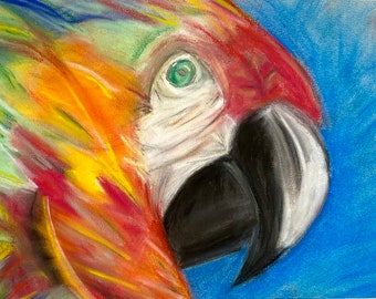 Macaw Parrot Pastel Drawing - Original Piece of Art