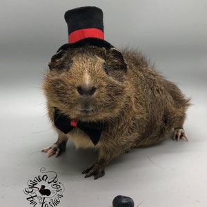 GentlePig Top Hat with Bow tie guinea pig outfit/costume