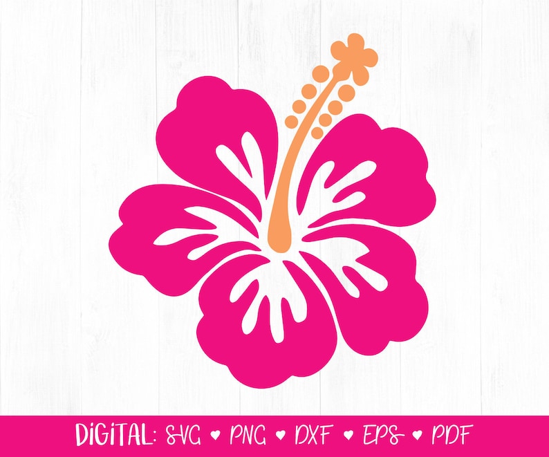 May include: A pink hibiscus flower with a white center and orange pistil. The flower is isolated on a white background.