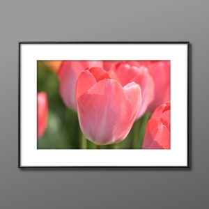 Pink Tulip, Spring bulbs, Photography by Janine Liza.