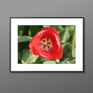 Red Tulip, Spring Bulb, Photography by Janine Liza.