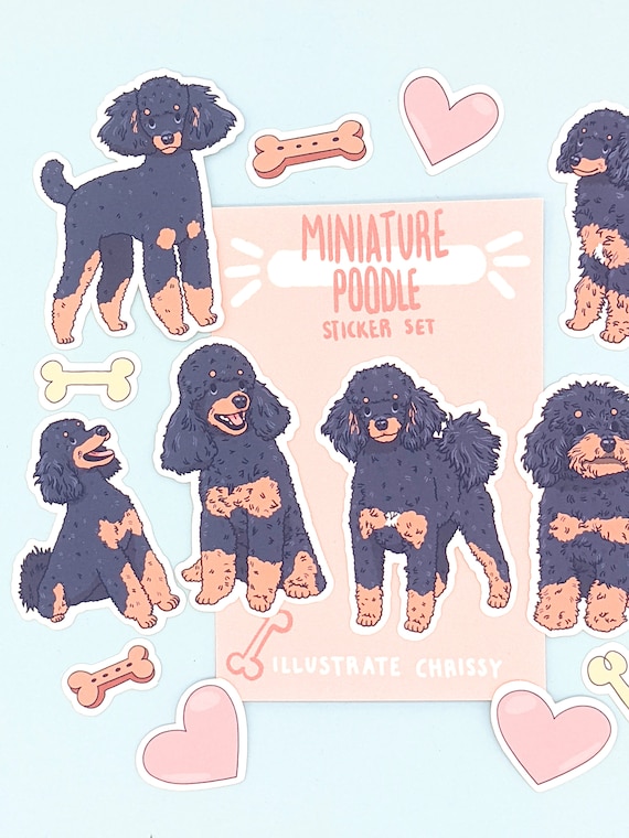 Phantom miniature poodle top