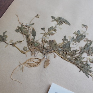 1930s Swedish Herbarium Specimen - Wild Pansy - Vintage Pressed Flower