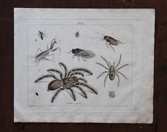 Antique Insect Illustration Engraving - 1800 Spider Print - Cicada Art - Praying Mantis Illustration - Creepy Nature Wall Art
