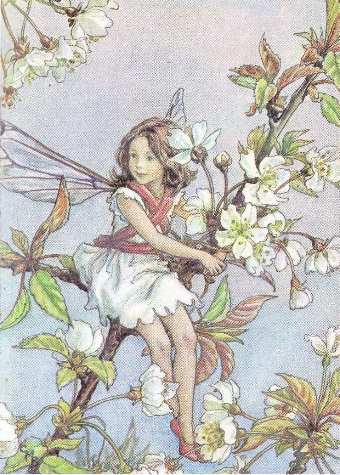Cecily Mary Barker 1975 Print Wild Cherry Blossom Fairy Large - Etsy