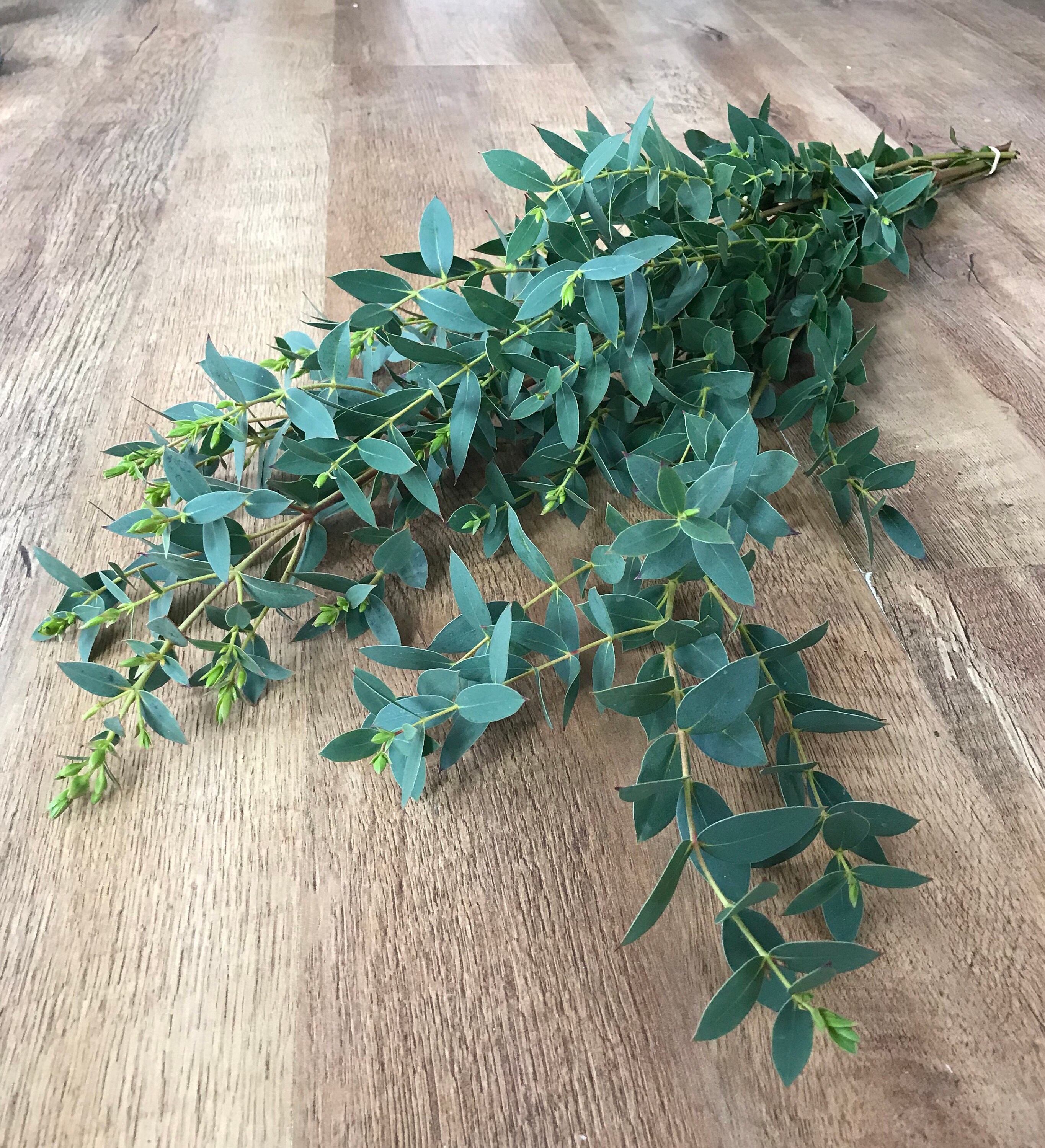 Discover Fresh Eucalyptus: Find A Retailer Near You