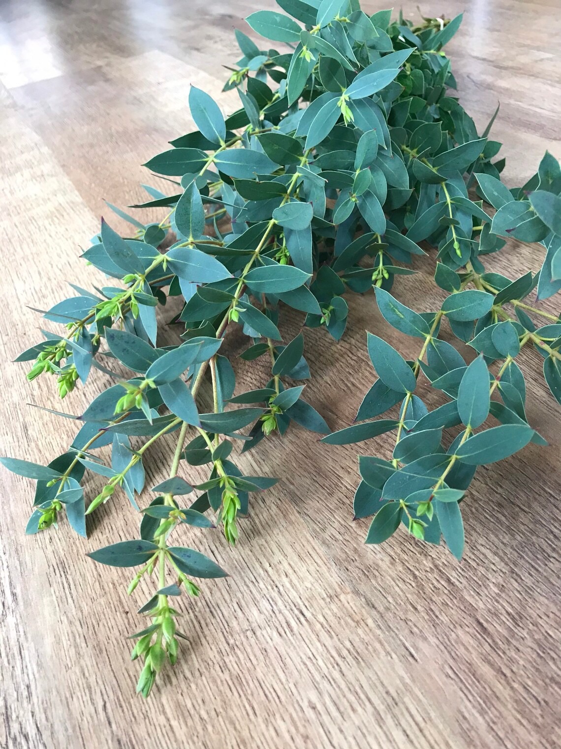 Discover Fresh Eucalyptus: Find A Retailer Near You