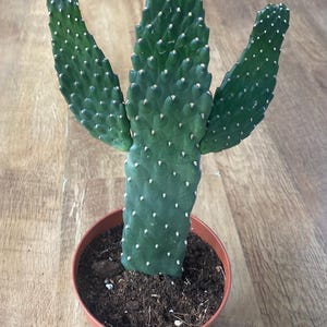 May include: A dark green cactus with three distinct, upright, paddle-shaped stems featuring small, evenly spaced white dots across the surface. The plant is potted in a simple, round, terracotta-coloured plastic container filled with dark potting soil.