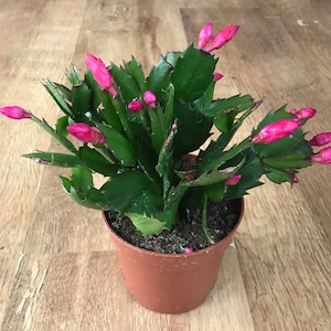 May include: A potted pink Christmas cactus with green leaves and multiple pink buds.