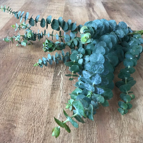 For Ruth|  Eucalyptus Bundle Baby Blue 10-20cm Length | Fresh Eucalyptus, Aromatherapy Shower Eucalyptus | Health Well being |