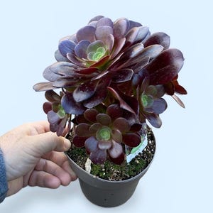 May include: A potted succulent plant with deep burgundy and green rosettes. The plant is in a dark grey pot, held by a hand, against a light blue background. The succulent has multiple layers of leaves, creating a full, textured appearance.