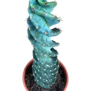 Cereus Forbesii Spiralis  | 30-35cm Tall  Rooted | Rare Cactus | Succulent | Spiral Cactus |