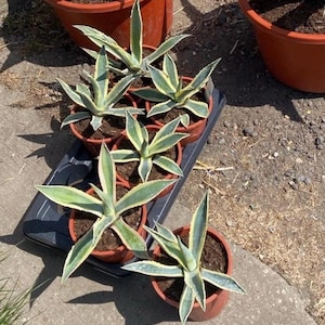 Agave Americana Mediopicta alba | Cactus | Semi Hardy Agave 3L Pot | Rare Hardy Plant UK | Variegata Pinks Cream