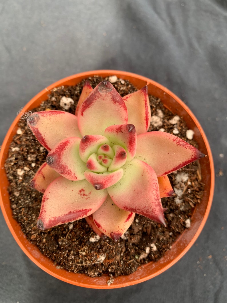 succulent Echeveria agavoides /'Romeo/' 3\u201d\u7f57\u5bc6\u6b27