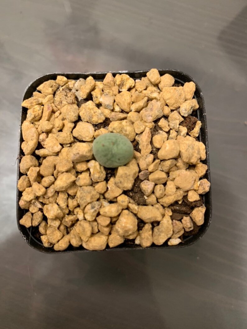 Conophytum luiseae 2\u201d pot\u53e3\u7b1b