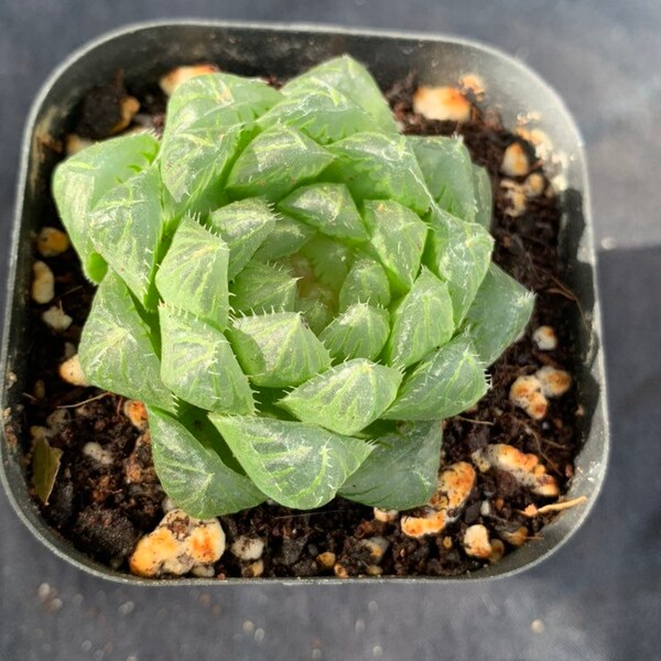 Succulent Haworthia  2”