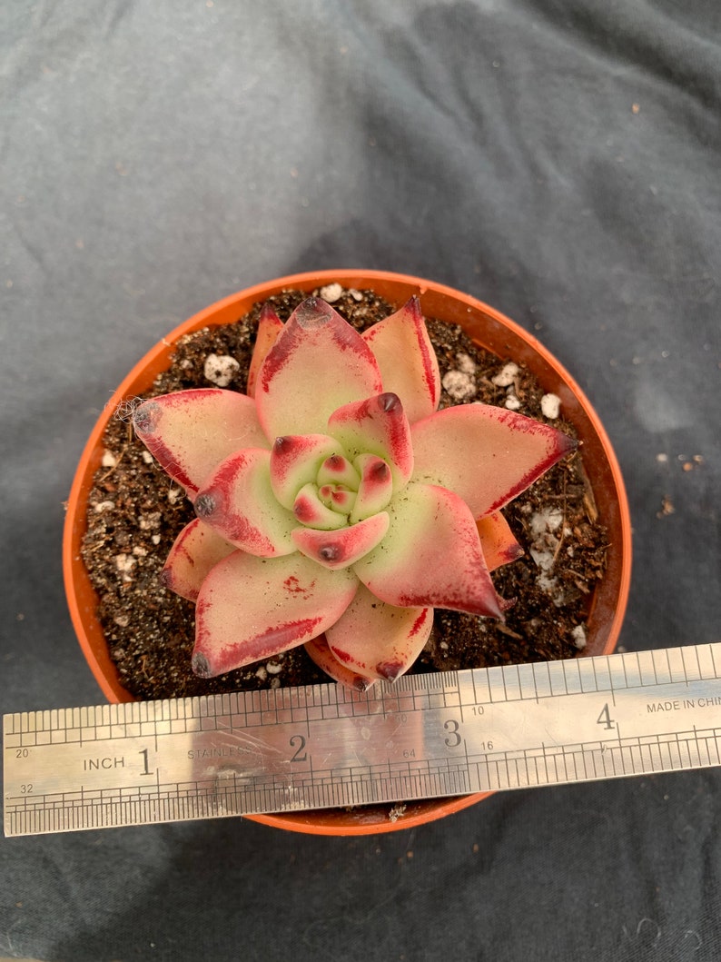 succulent Echeveria agavoides /'Romeo/' 3\u201d\u7f57\u5bc6\u6b27