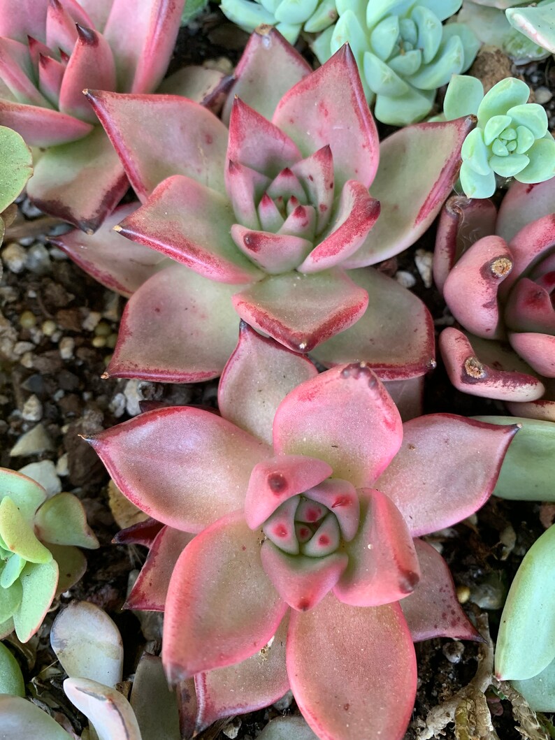 succulent Echeveria agavoides /'Romeo/' 3\u201d\u7f57\u5bc6\u6b27