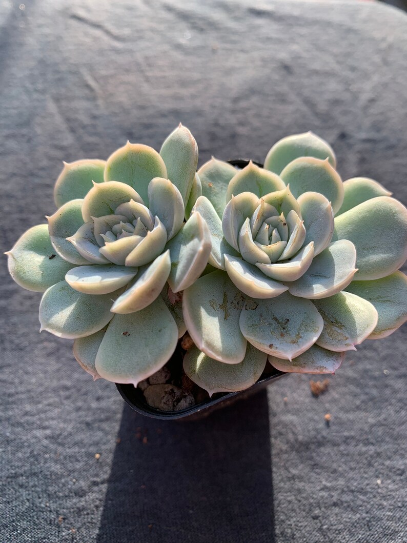 Succulent Echeveria Blue Surprise 2 U201d Pot Outdoor Lighting Home Living Delage Com Br