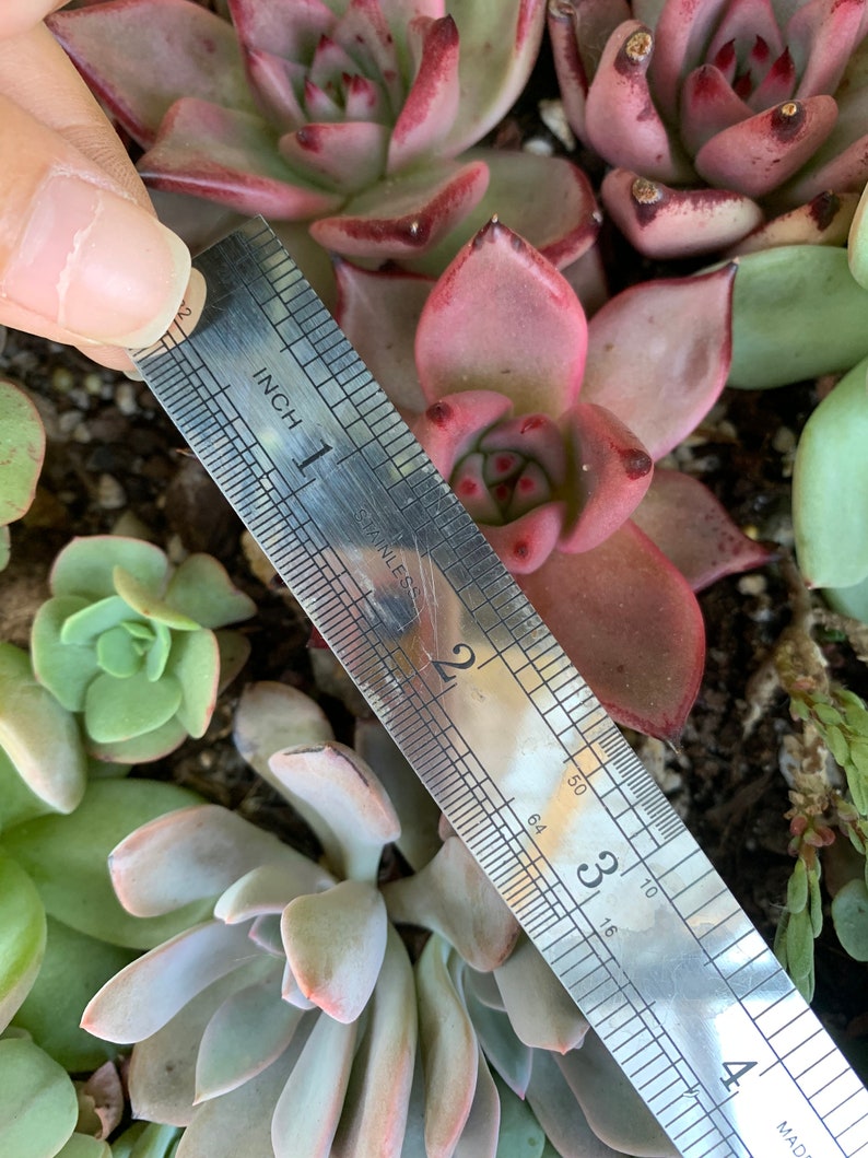 succulent Echeveria agavoides /'Romeo/' 3\u201d\u7f57\u5bc6\u6b27