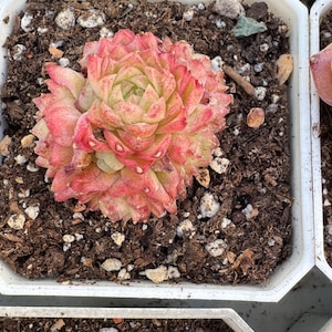 May include: A close-up of a succulent plant in a white square pot. The succulent has layered, fleshy leaves in shades of pink, red, and green. The soil is dark brown with small white pebbles.