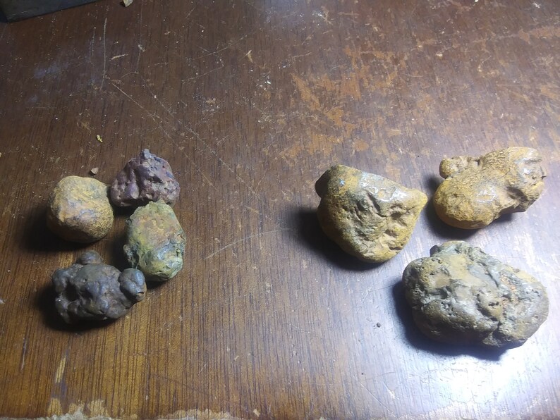 largest fossilized poop